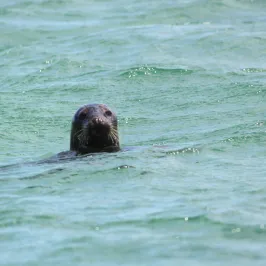 seal in water