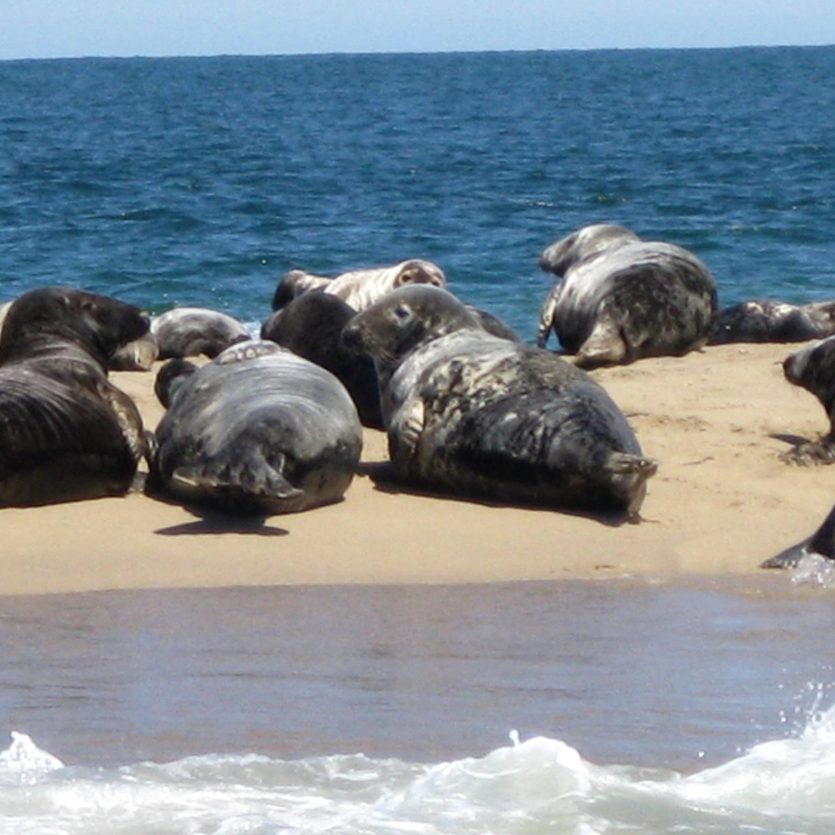 seals on land